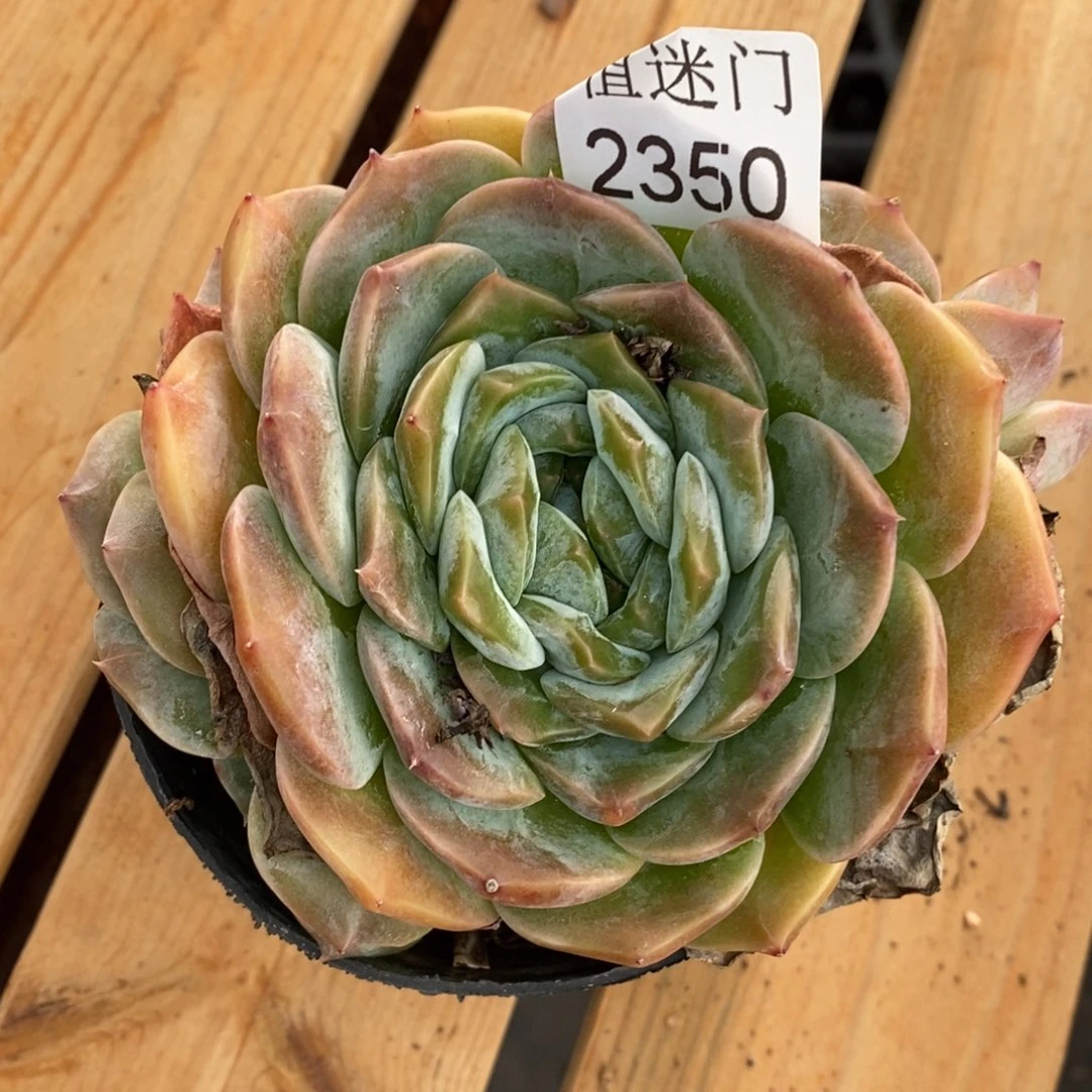 微***杂交精品多肉2350~12厘米