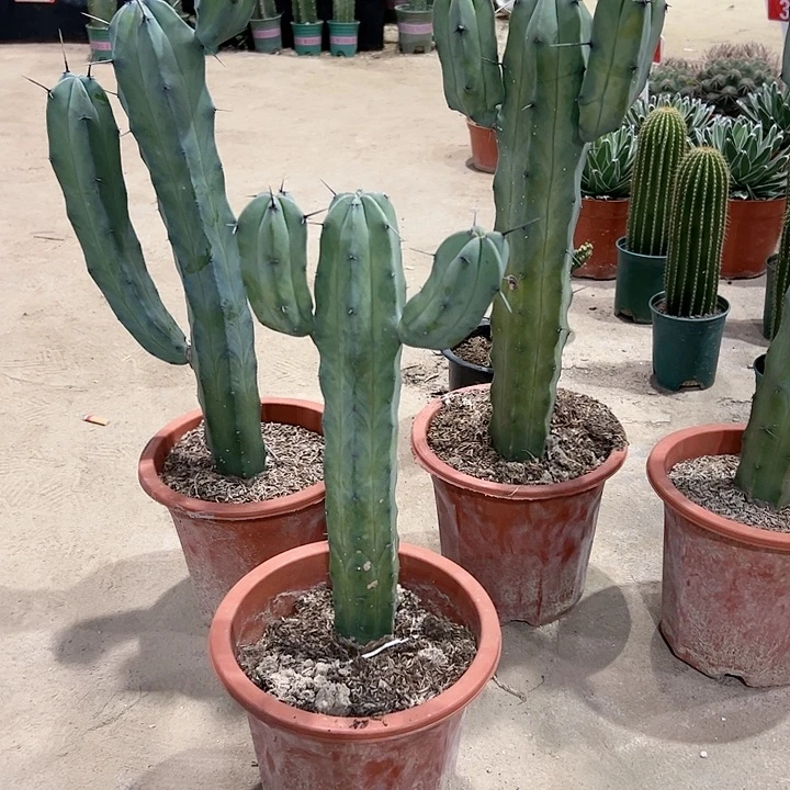 【闪购商品】鄂**斯龙神木