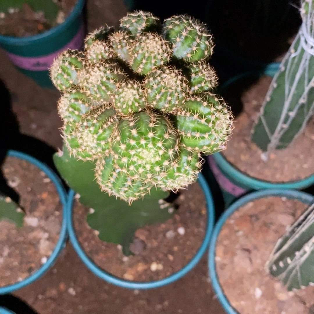 新品丽花L39母本一物一拍9