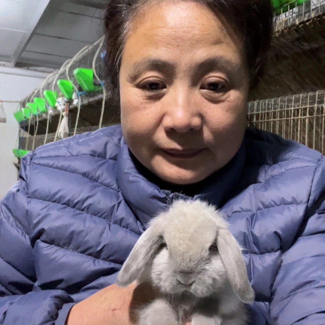 n***e宠物兔英系安哥拉兔