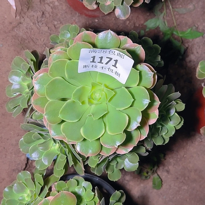 1171香妃多肉植物保护