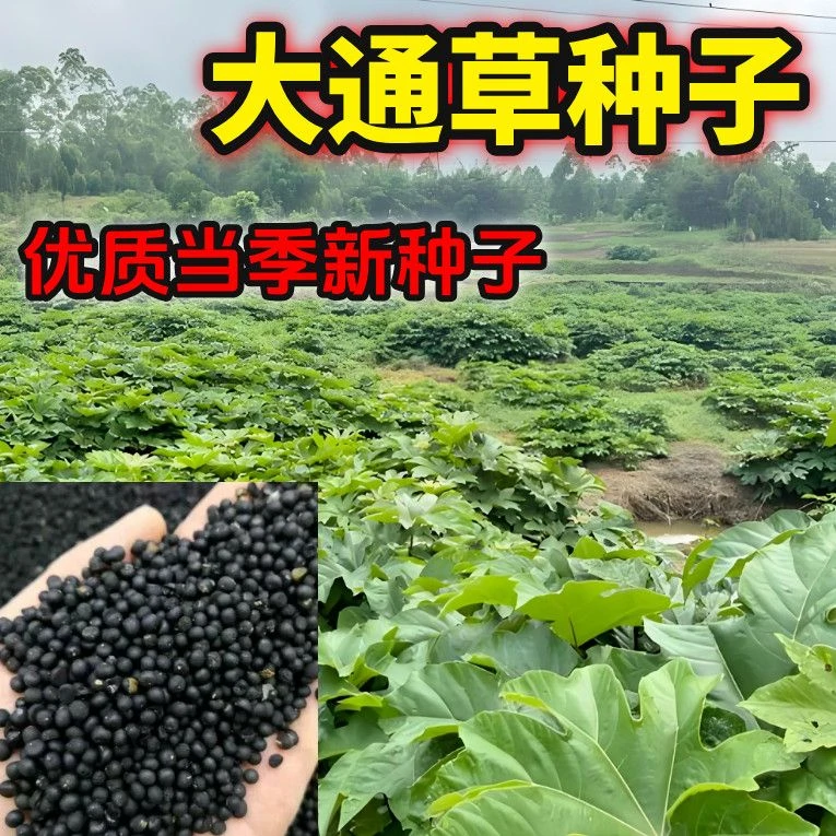 [松哥专属]2025基地高产训化大通草 正宗青皮大通草种子