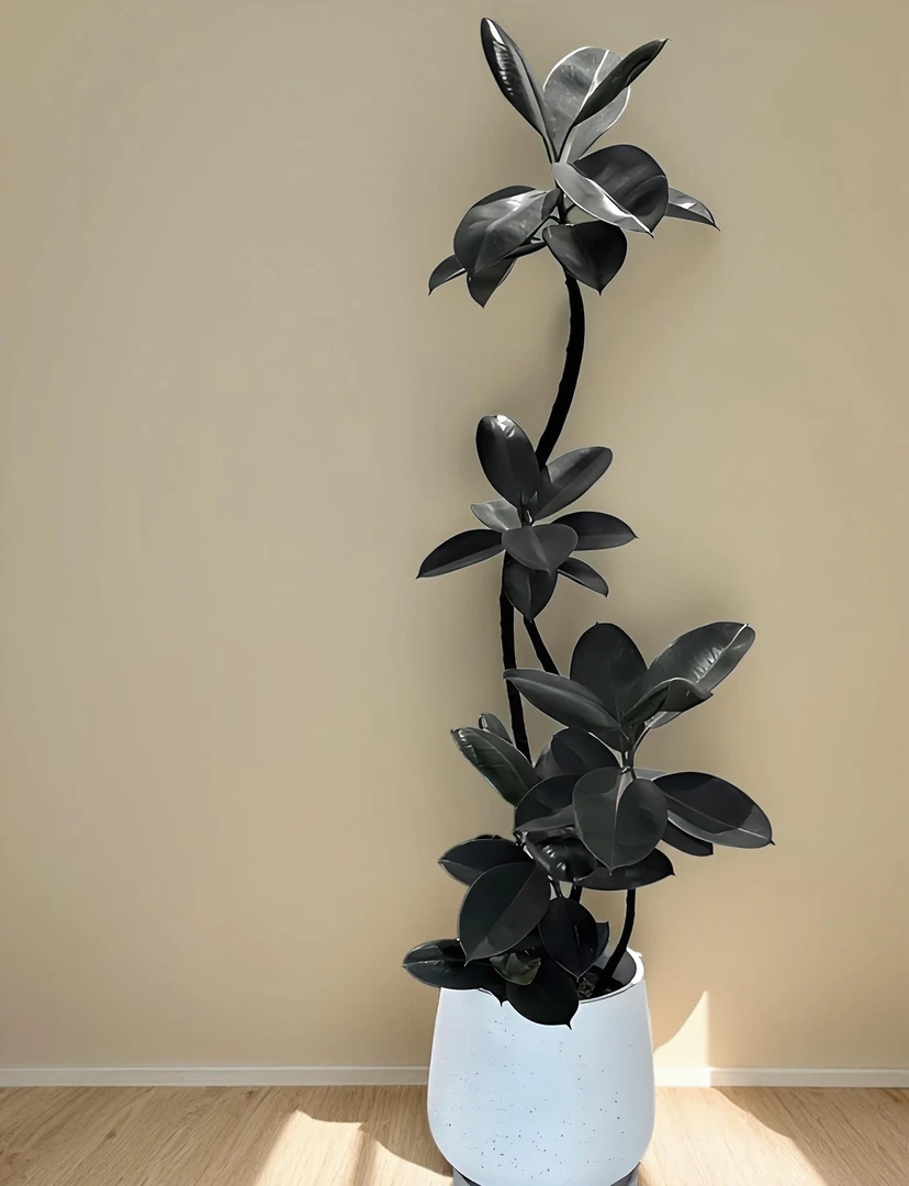 黑金刚橡皮树绿植客厅大型盆栽黄金榕植物龟背竹花束盆景