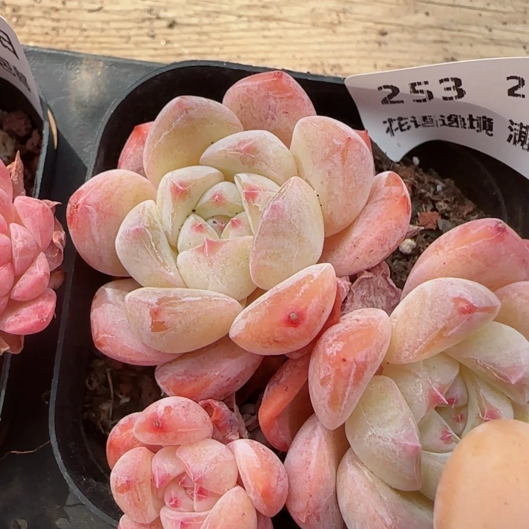 花语逸镜0206-253