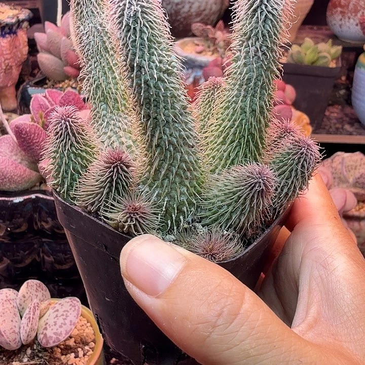 蛋***蟹一物一拍，感谢支持