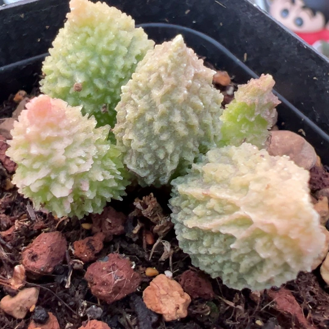 变异朱紫玉多头纯木质桩多肉植物