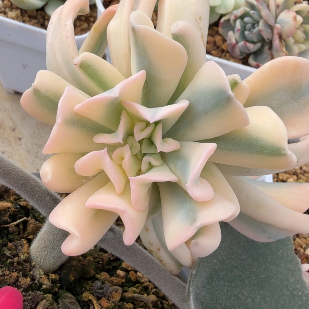 特玉莲锦腹轮锦一刻的锦