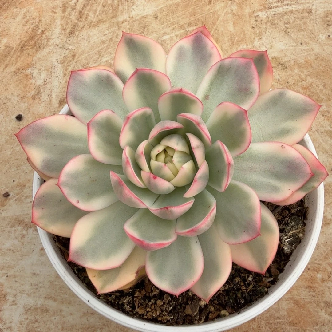 粉水晶锦锦上园艺一物一拍