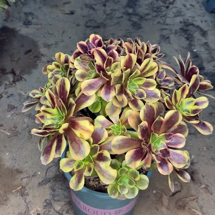 欧嘉莉多肉植物48。