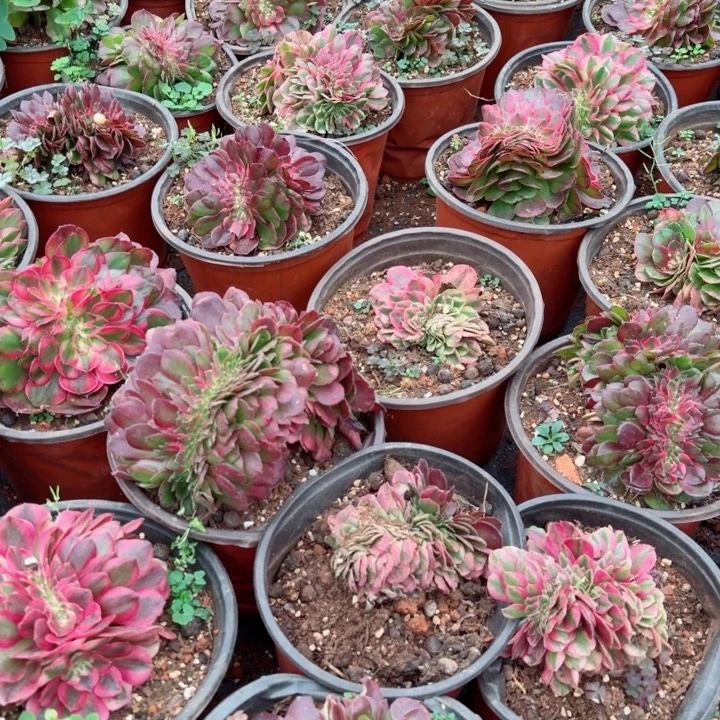 荔枝缀化啊啊啊啊