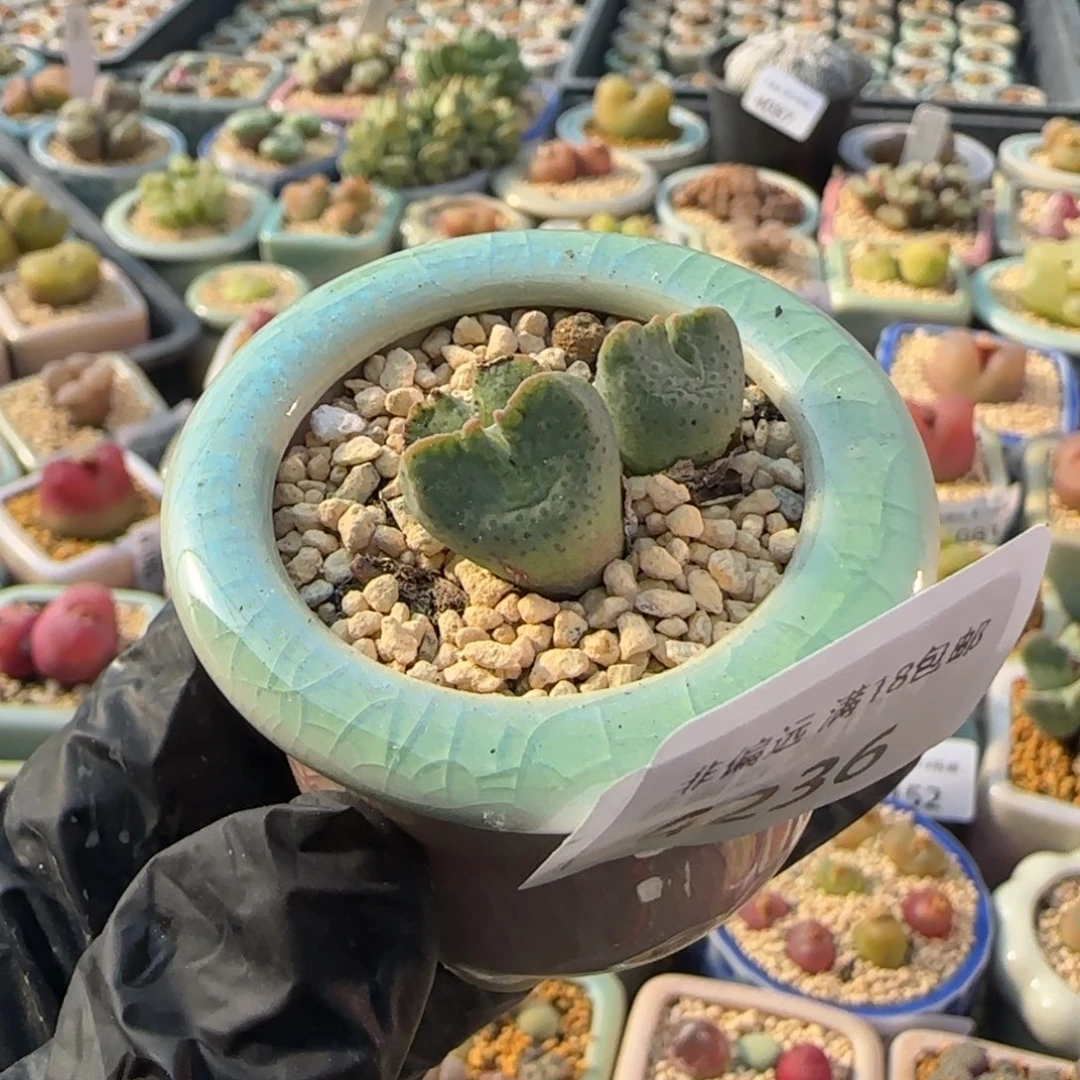 4236--一物一拍 带盆