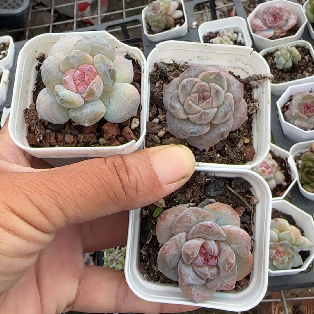 小卡拉米糖心一物一拍