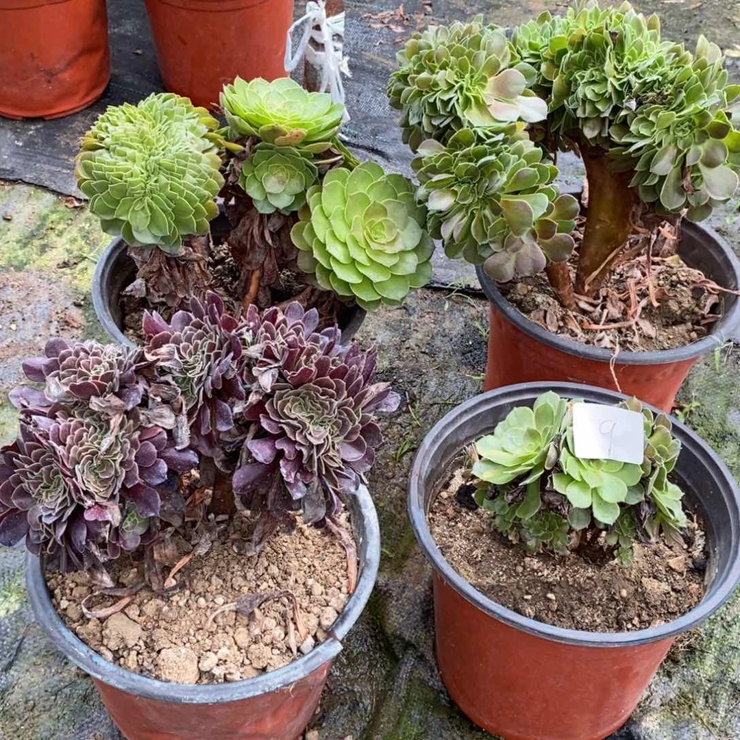 多肉植物组合拼盘9