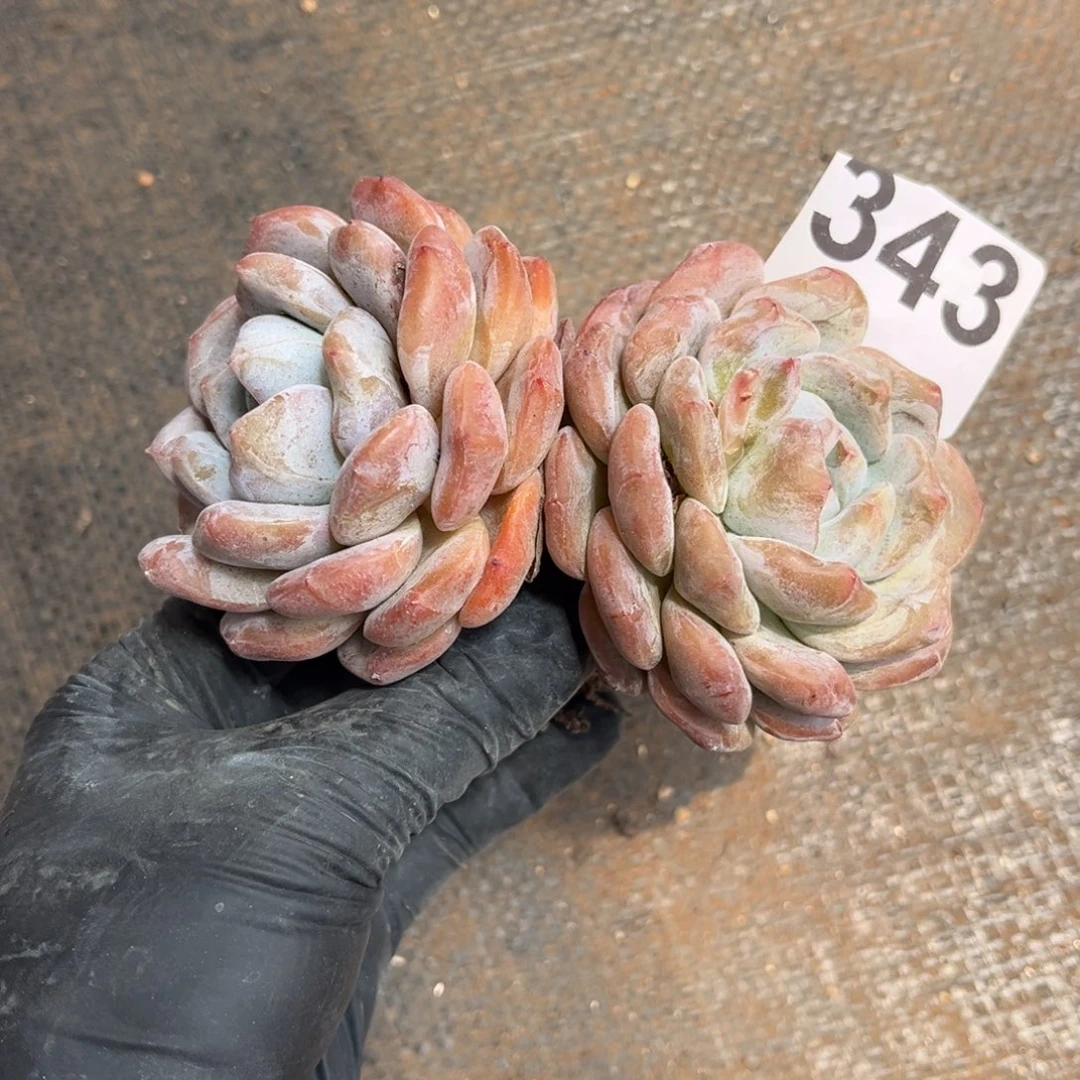 ****周343号新疆西藏内蒙古不包邮的