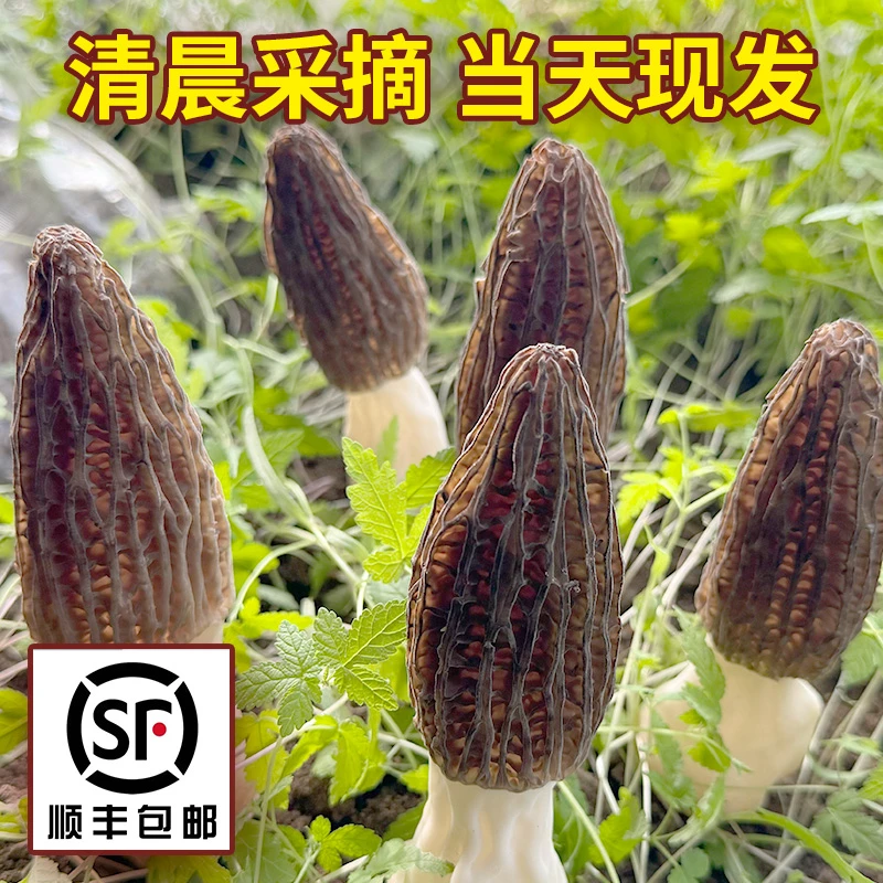 精品羊肚菌  清晨采摘当天发货  顺丰包邮
