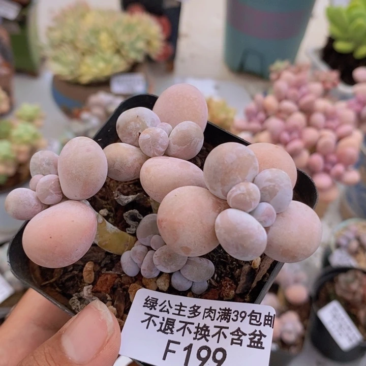 199橙奶多肉肉5c m