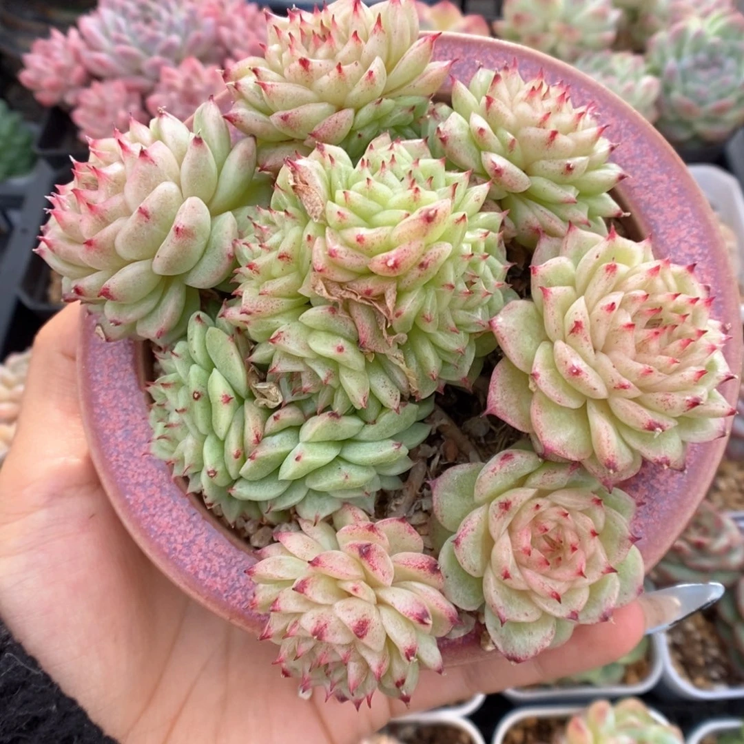 朵朵麦秆群生520号