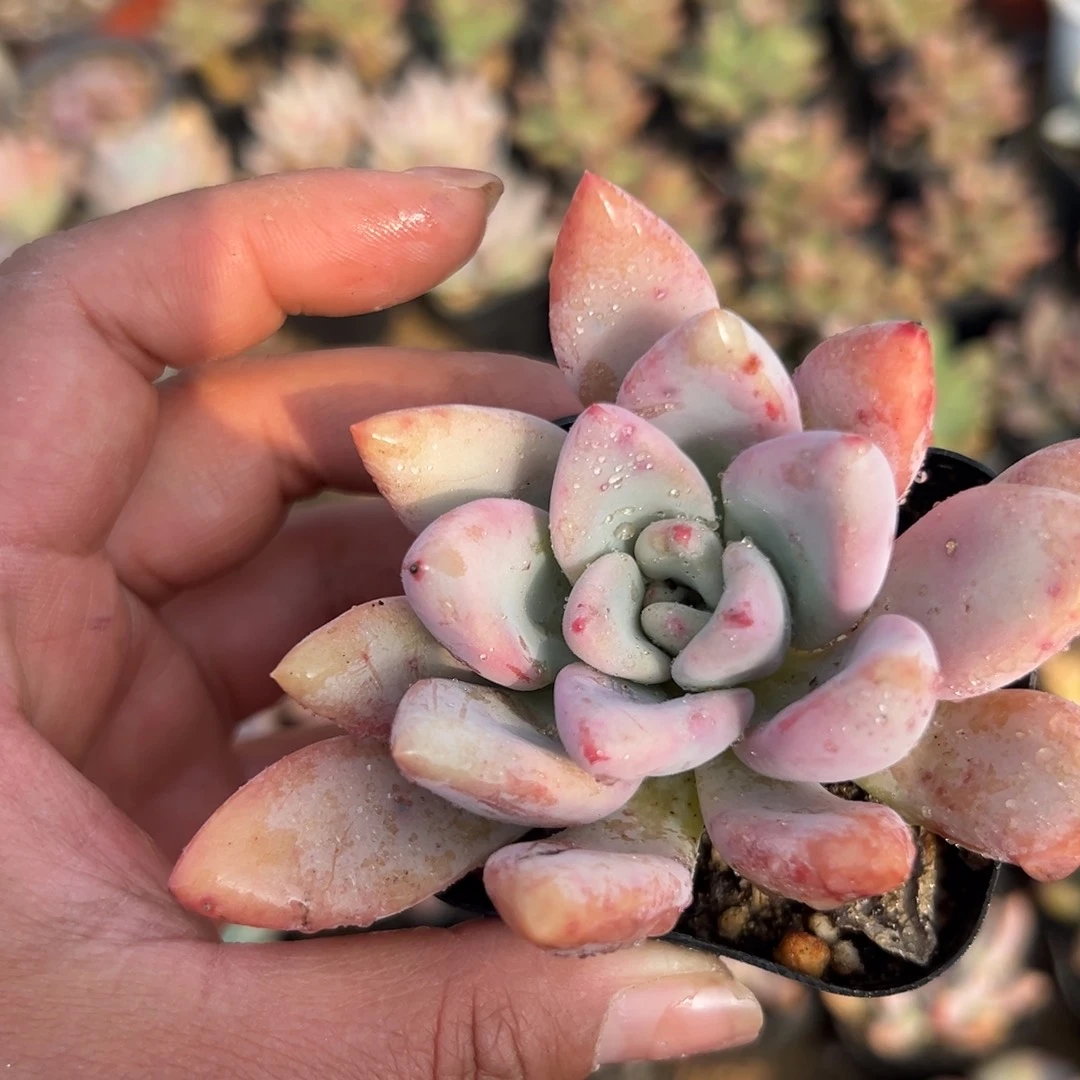 多肉植物奥普琳娜