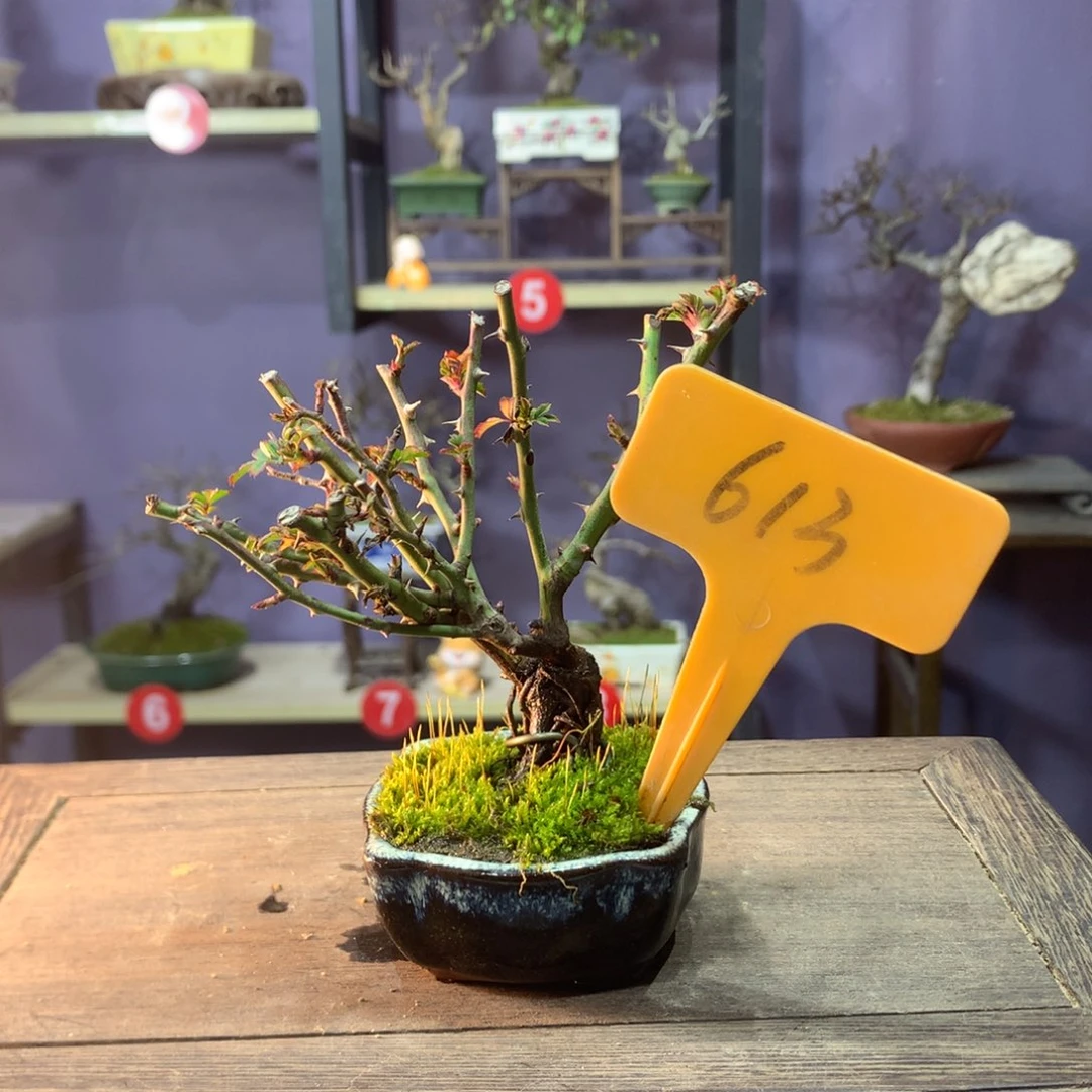 盆景湘****》掌中宝 四季开花 微盆景