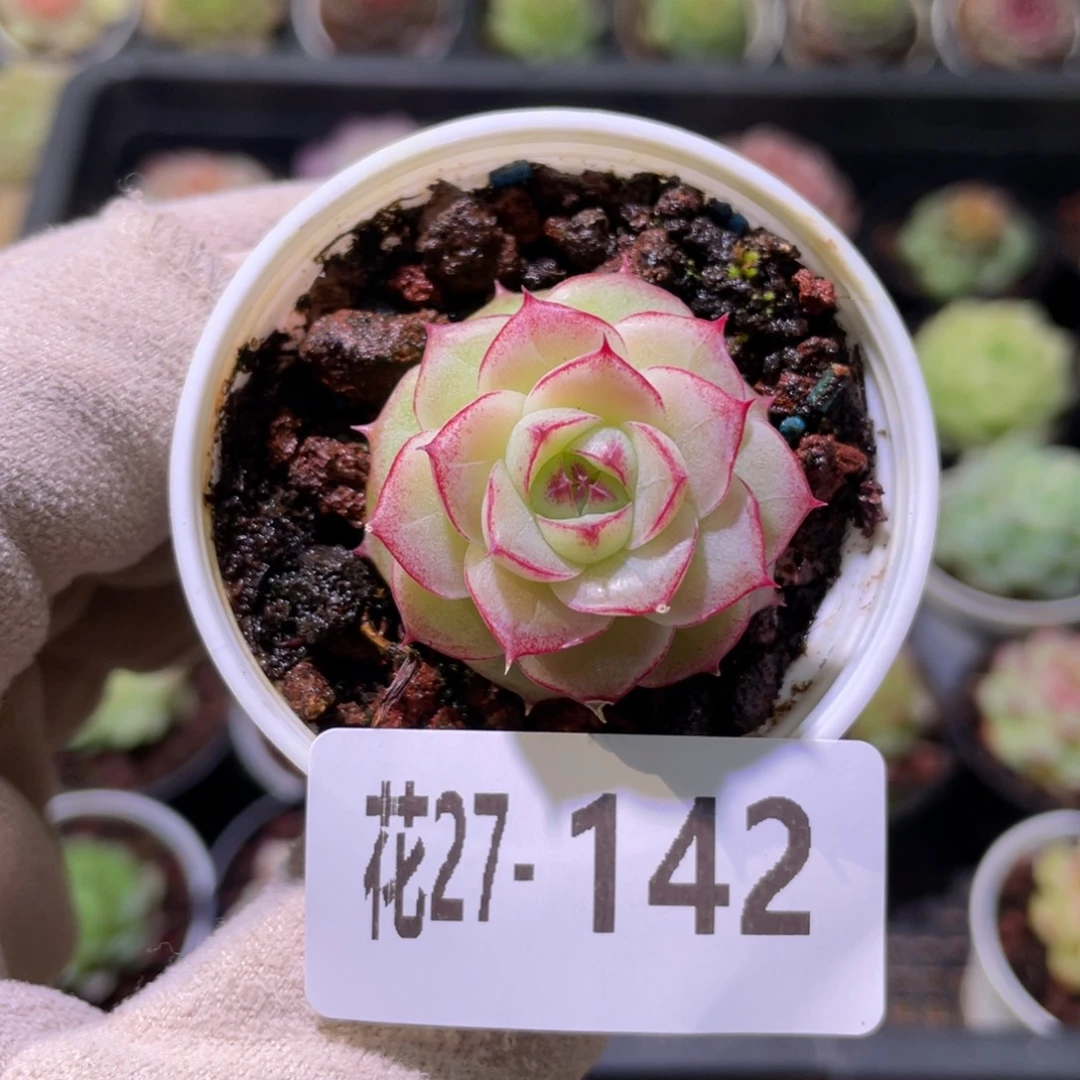 花利美27-142女王玫瑰