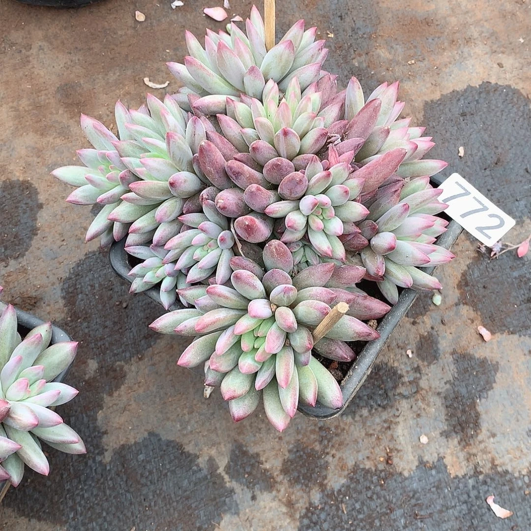 772美人 一物一拍多肉