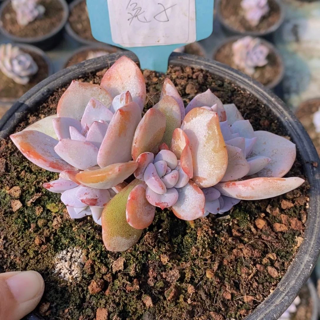 兔*多肉植物11111111