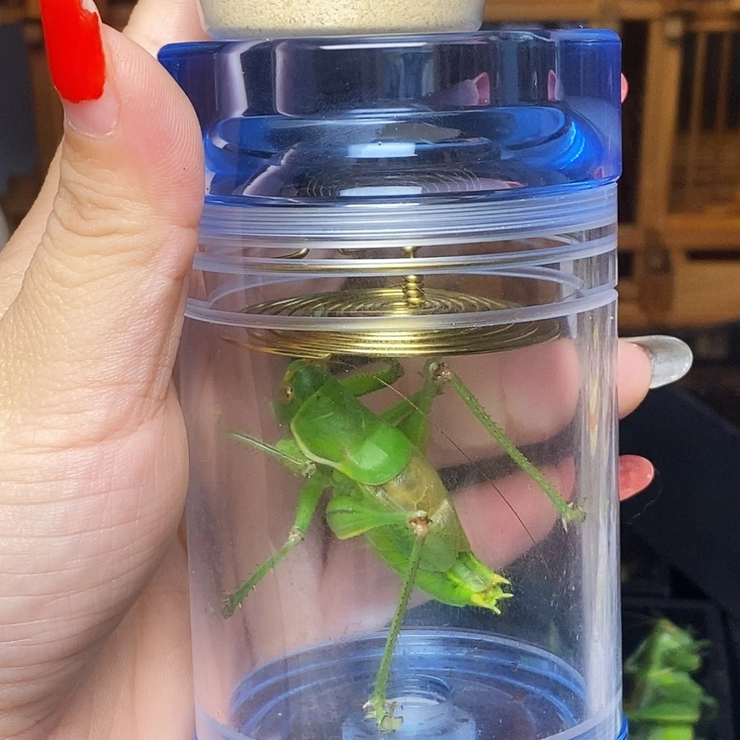 老王蓝色蝈蝈罐加200绿蝈蝈