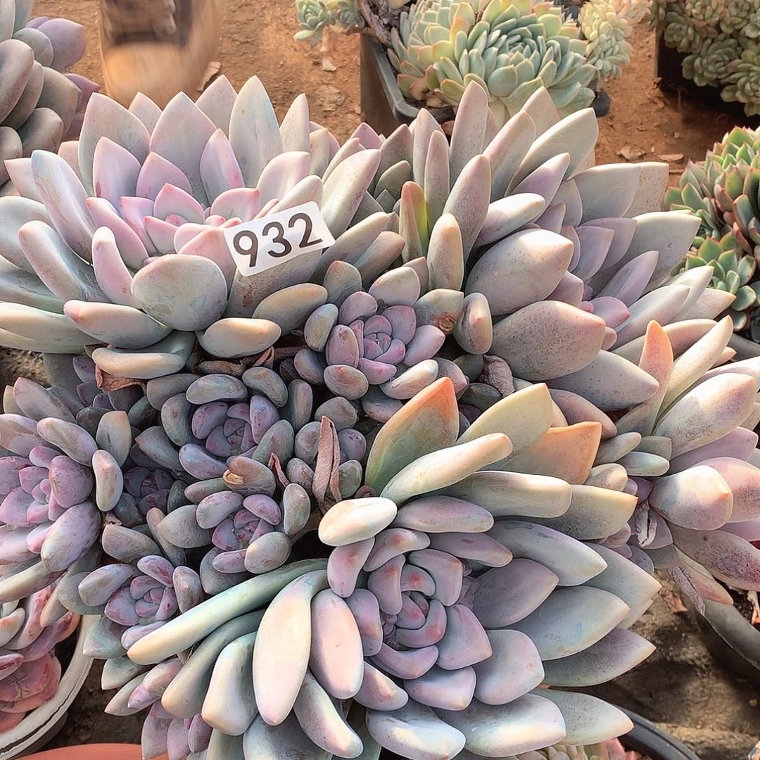 932奥普一物一拍多肉