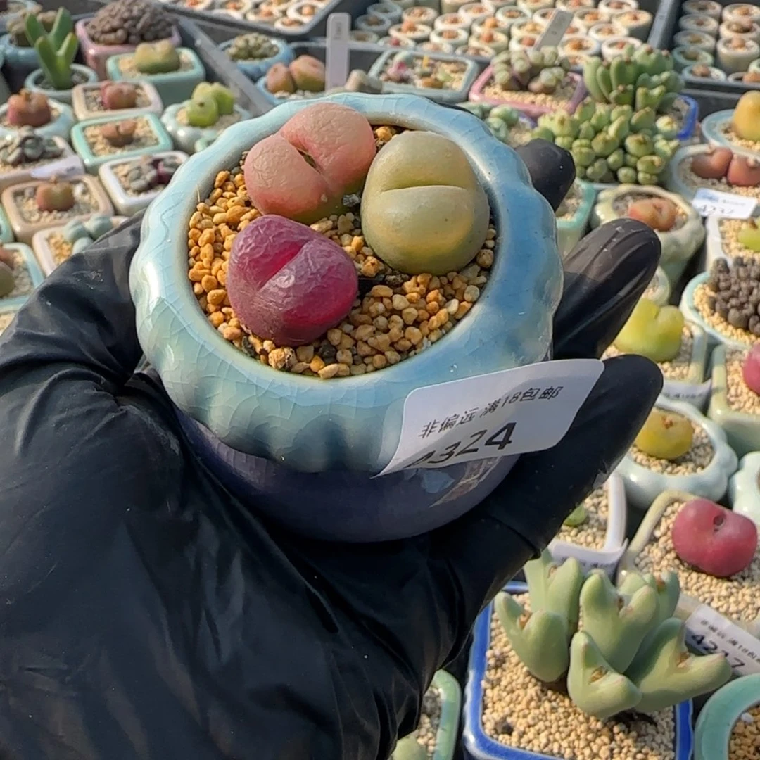 4324--一物一拍 带盆