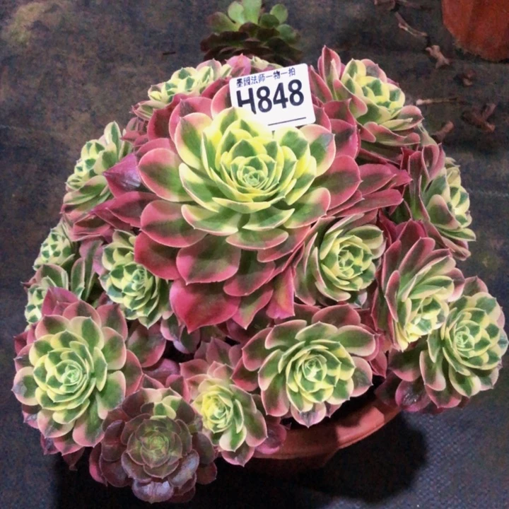 绿体女巫多肉8480000000