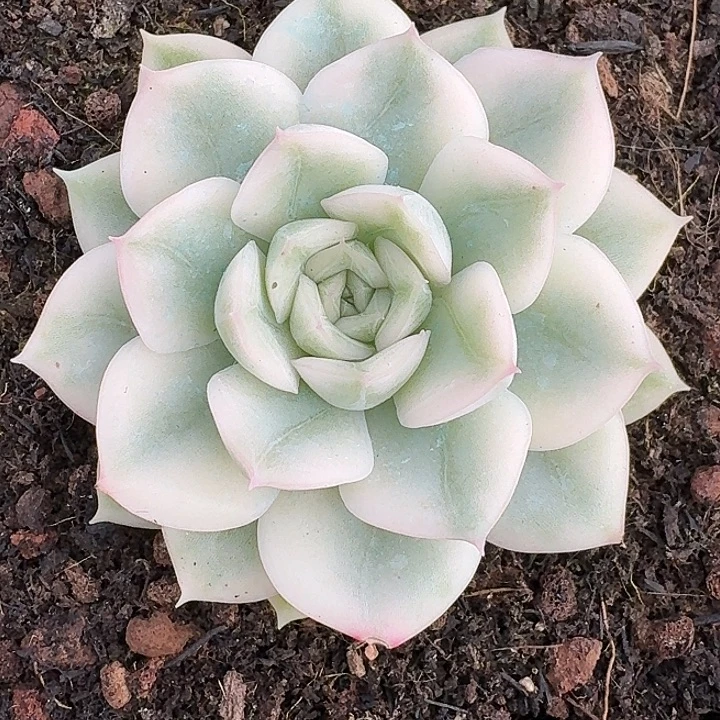 月亮仙子一物一拍