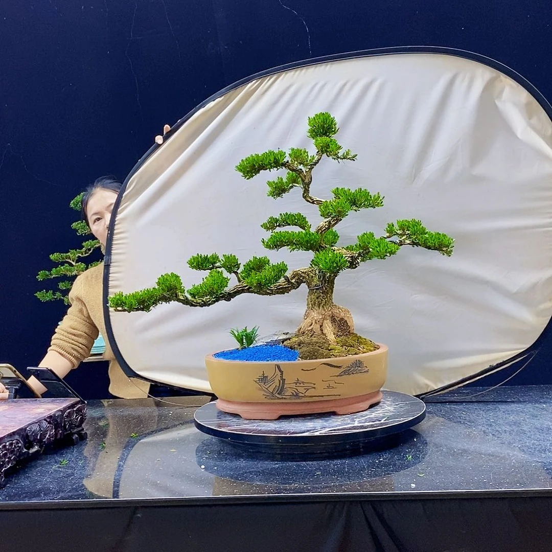 无花朵无*黄杨盆景