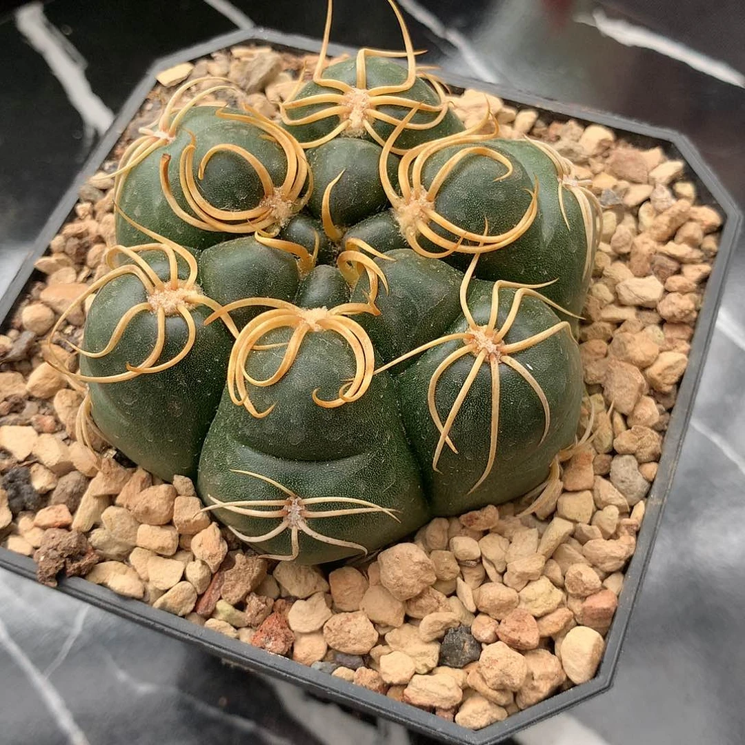 天**勤超密刺卷刺海王，7.5