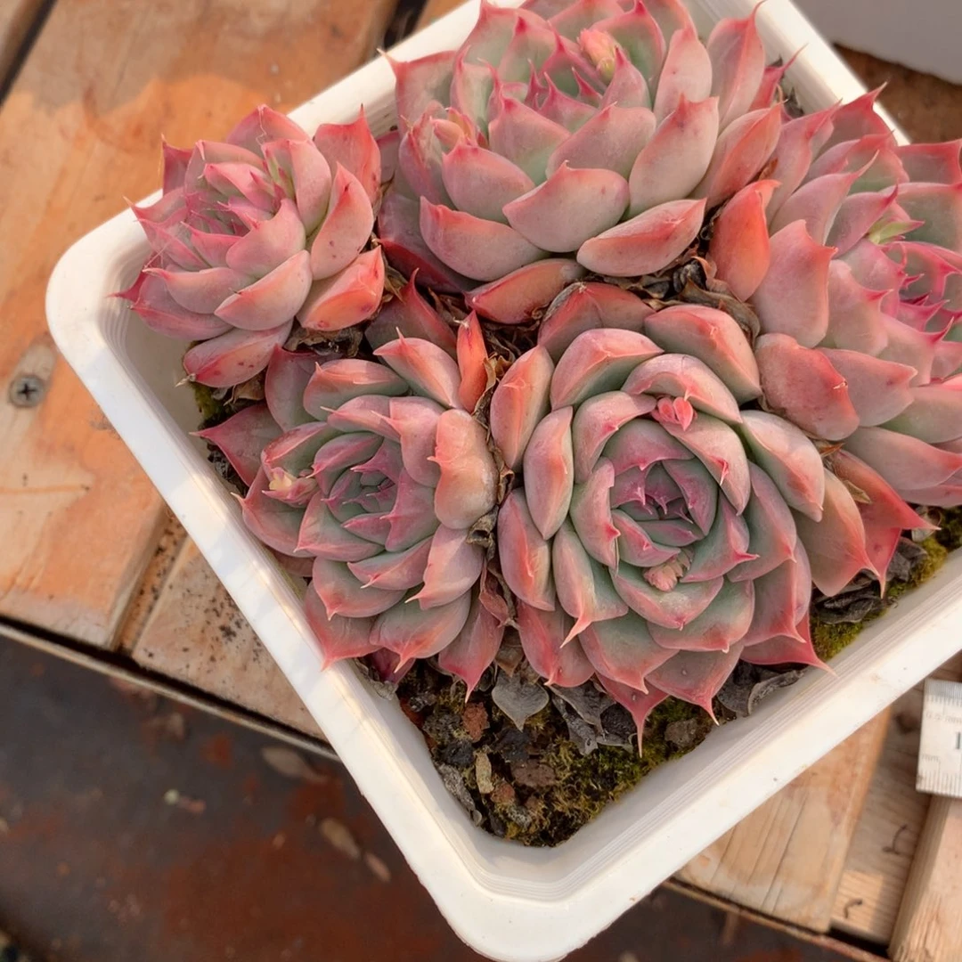 536杂交多肉老桩13冠