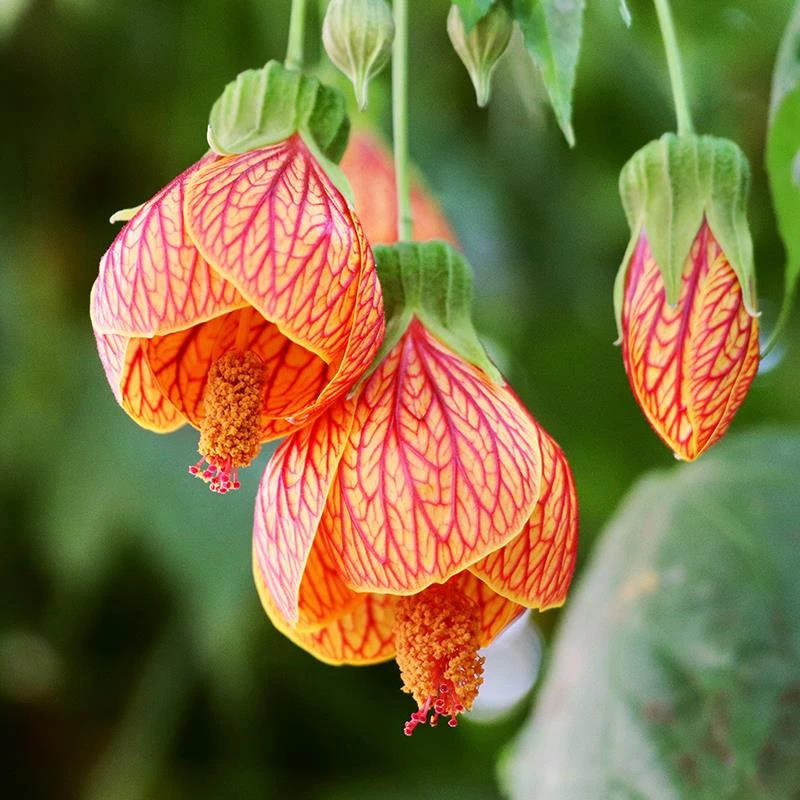 纹瓣悬铃花灯笼花风铃花金铃花耐热抗寒好养四季爆盆宫灯花常绿