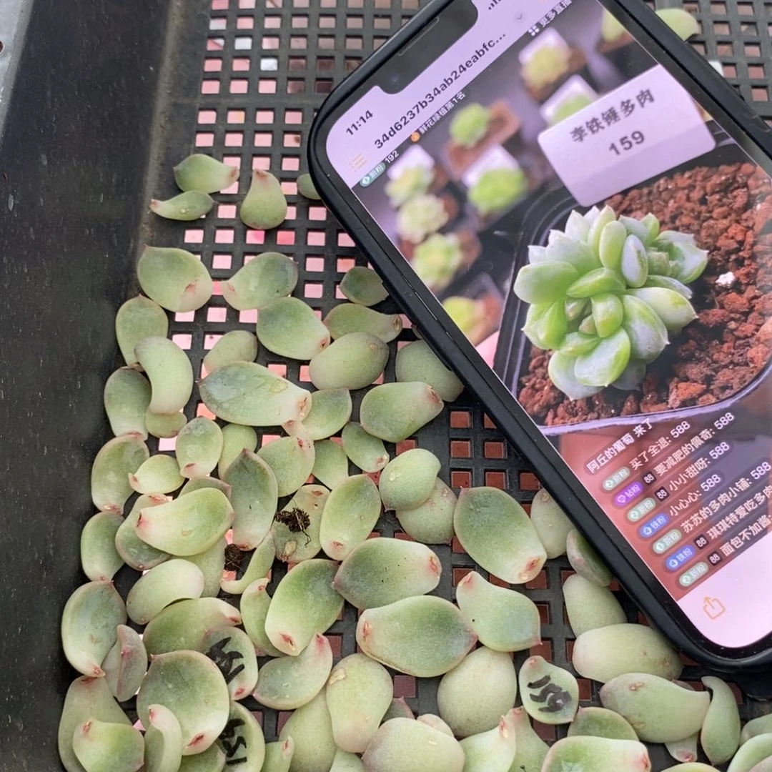 纯叶片甜心159一个