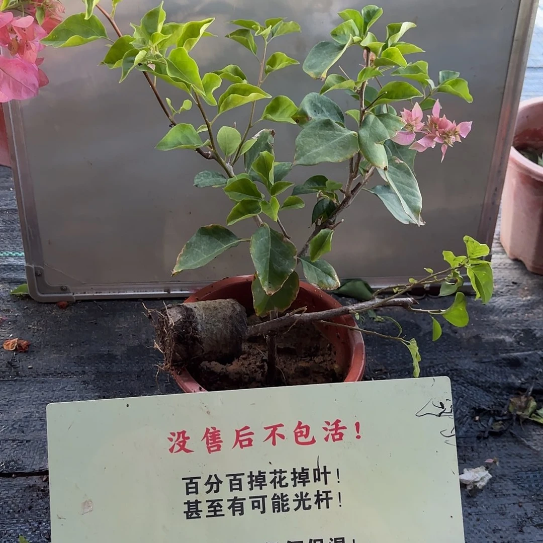 无花朵重瓣粉送一颗袋苗