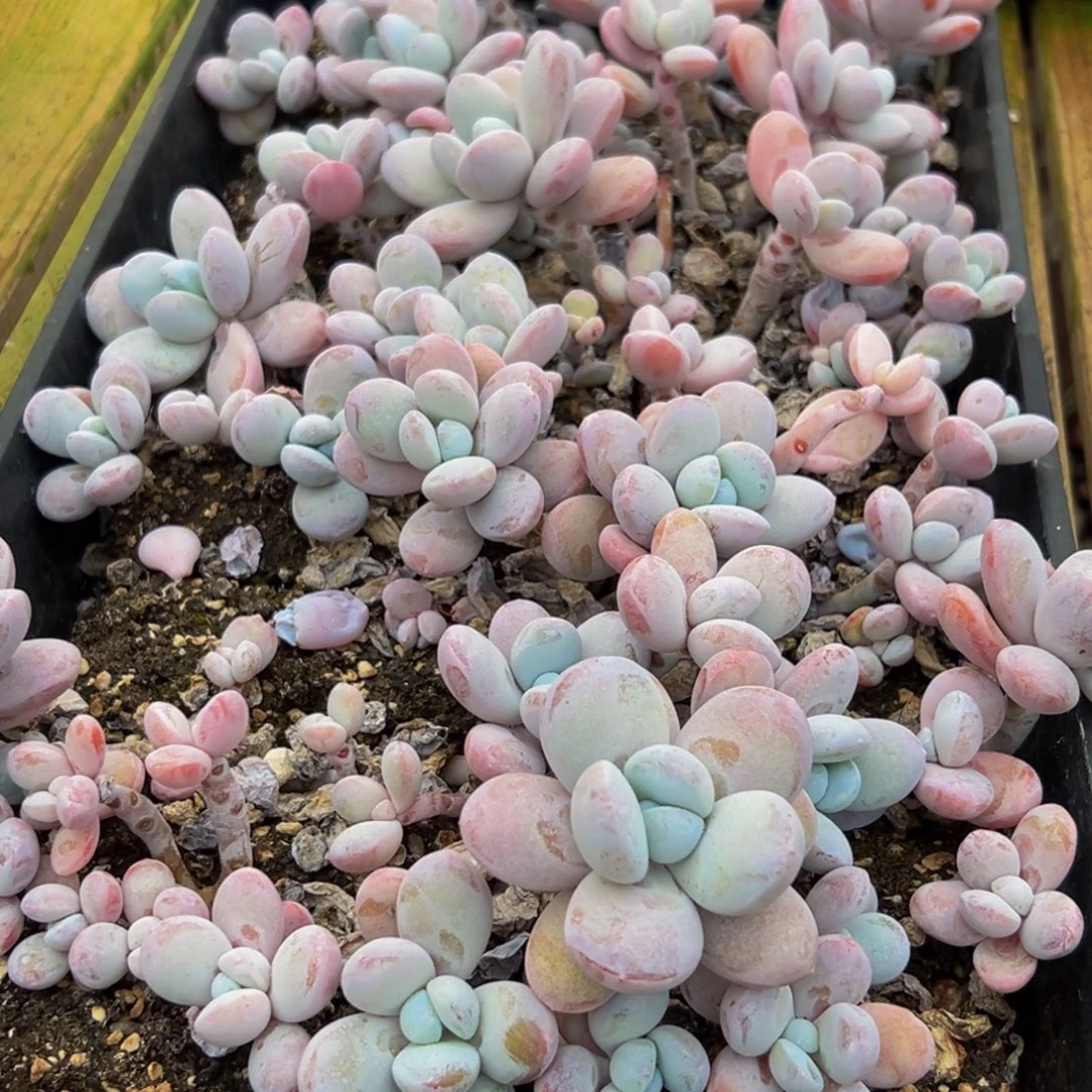 女***常975多肉葡萄领导的关心