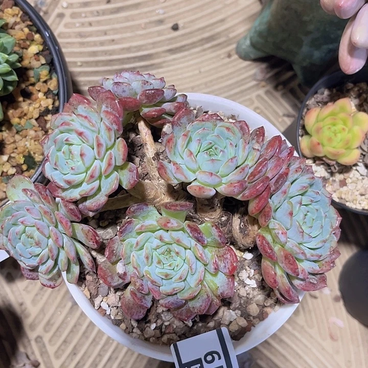 白胖子0119多肉植物