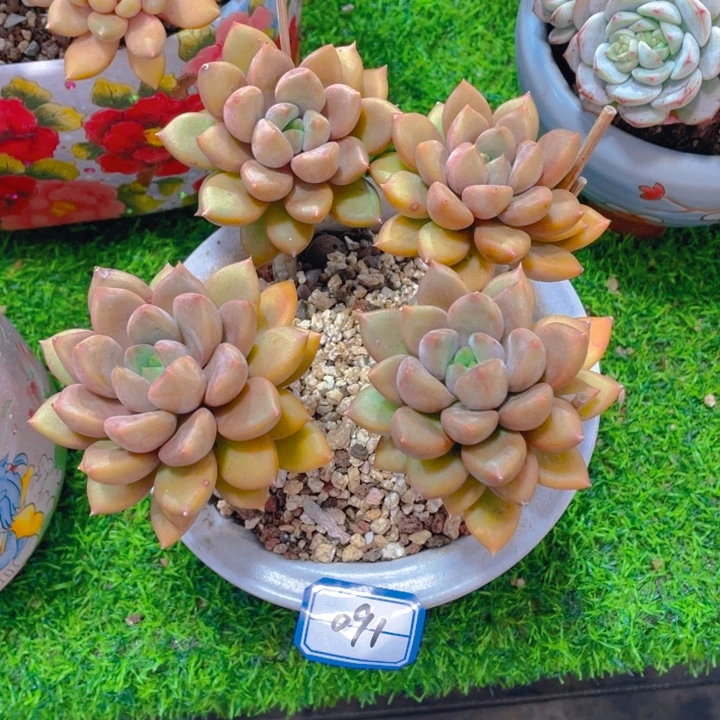 谢谢你的支持0000091