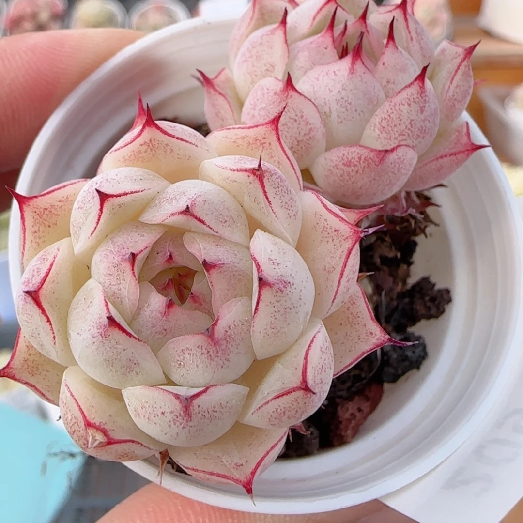 花语多肉0102-209散