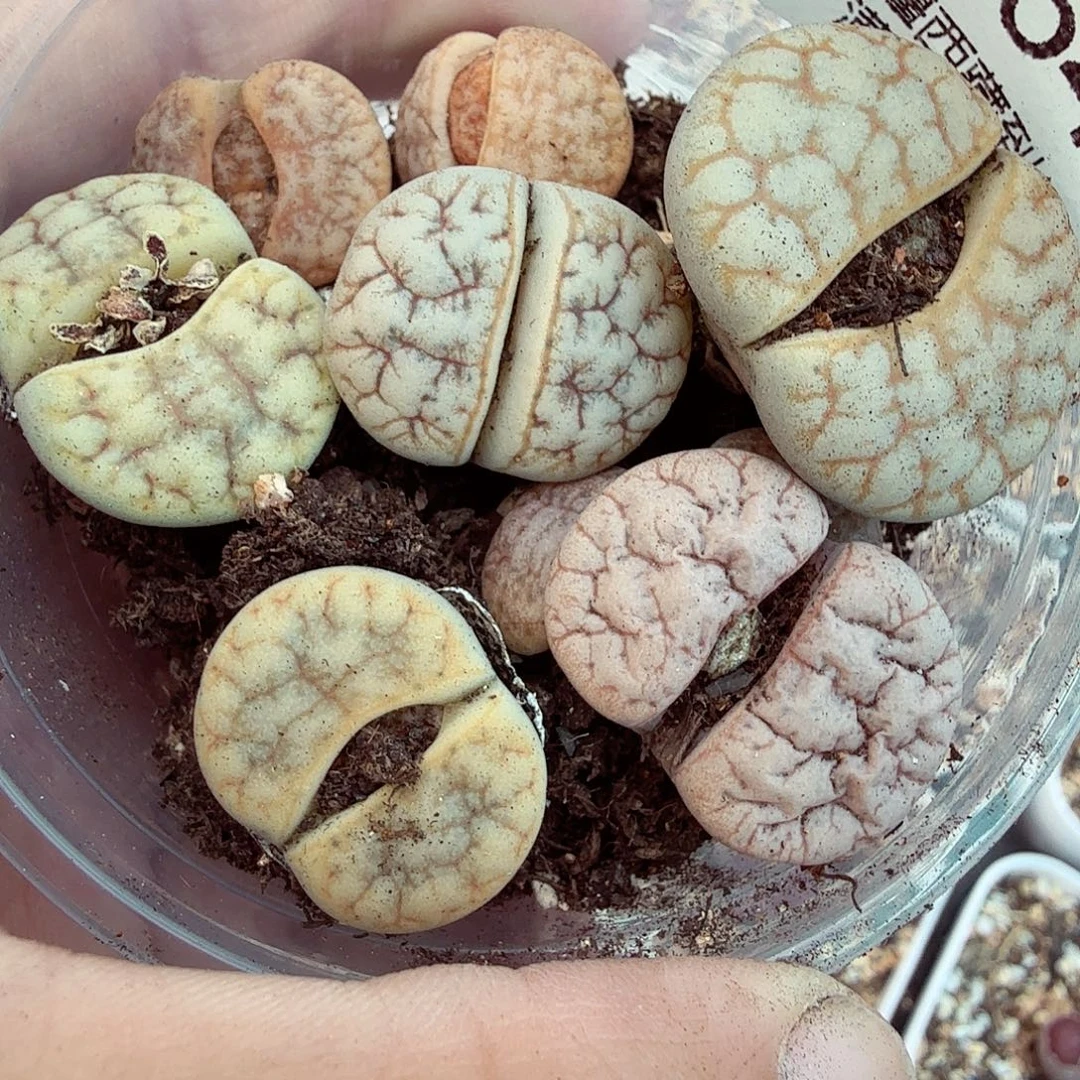 好喜欢看肖664哈哈
