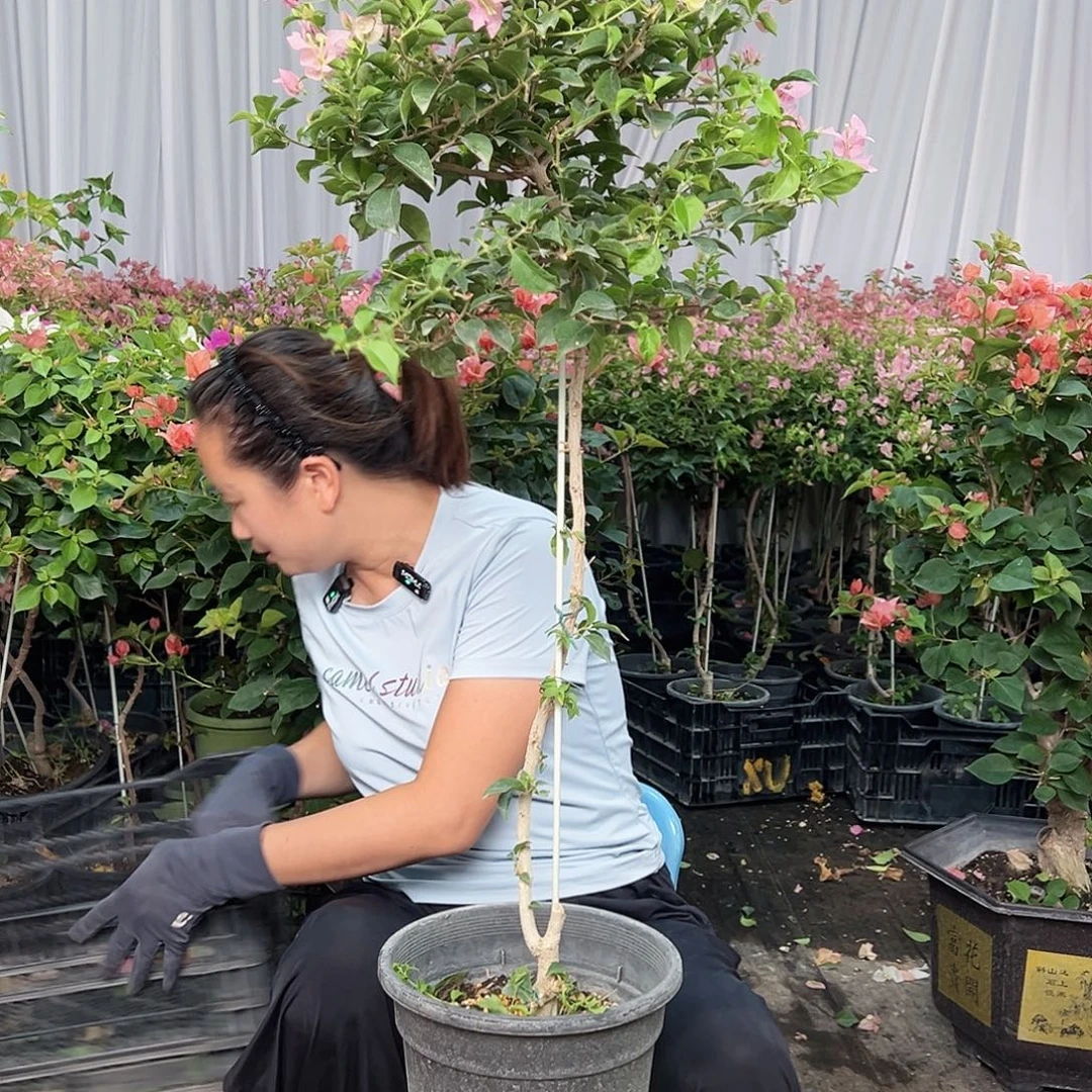 心***蕴当前无花栽培后可以开花J67魔法