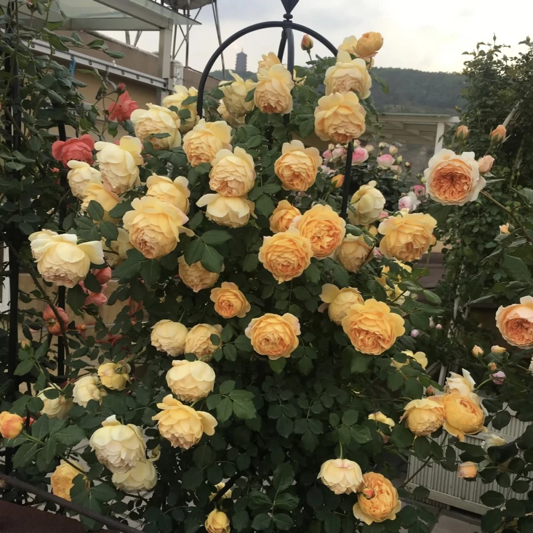 黄金庆典爬藤月季四季开花大花浓香爬藤攀援花卉庭院阳台花园花墙