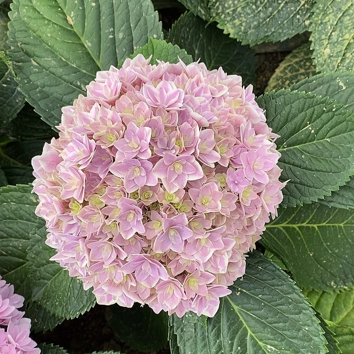 88号绣球/有色差介意勿拍/3单冷链包邮/偏远补运费发德邦