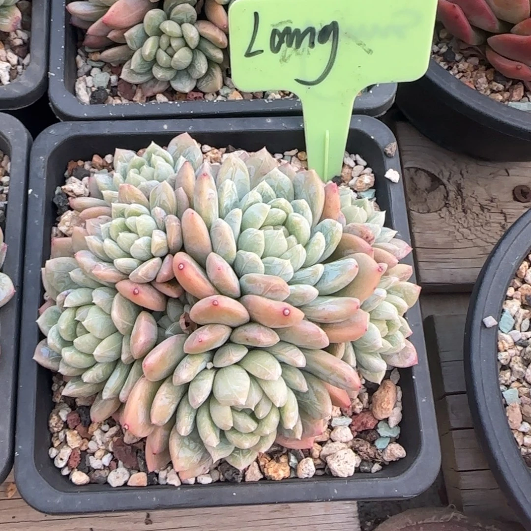 百搭翡翠五十包邮老桩