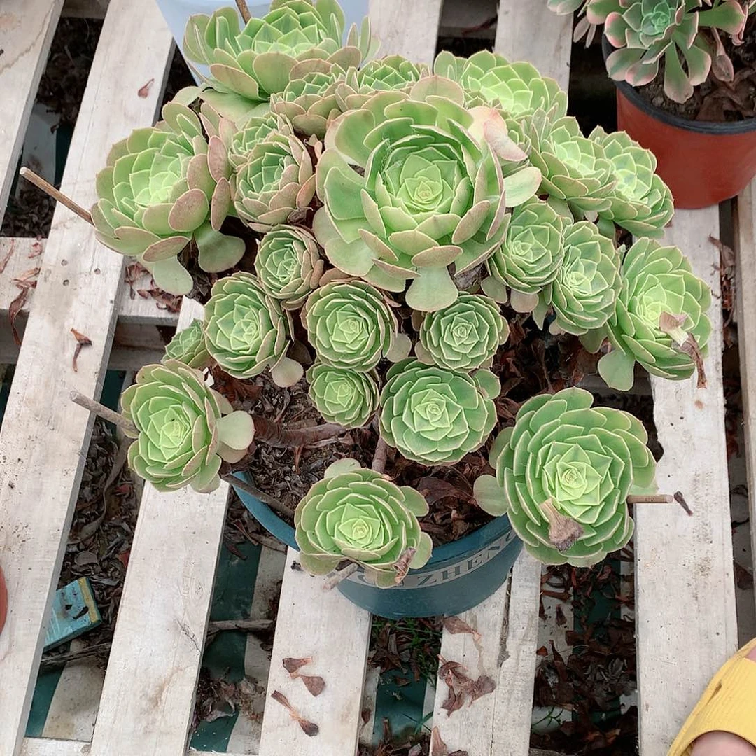 【闪购商品】用****6雨荷，多肉