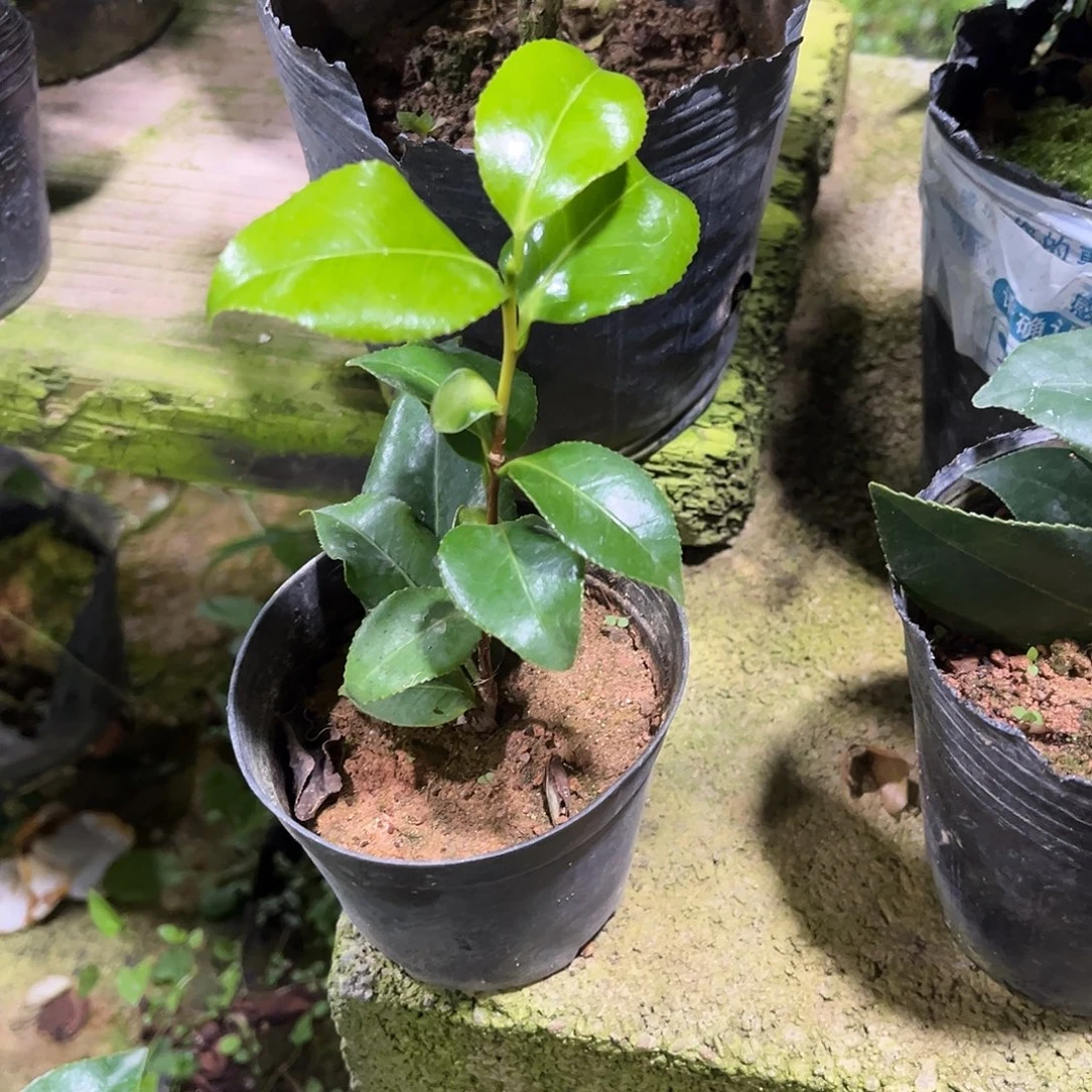 完全开放日系  羽衣