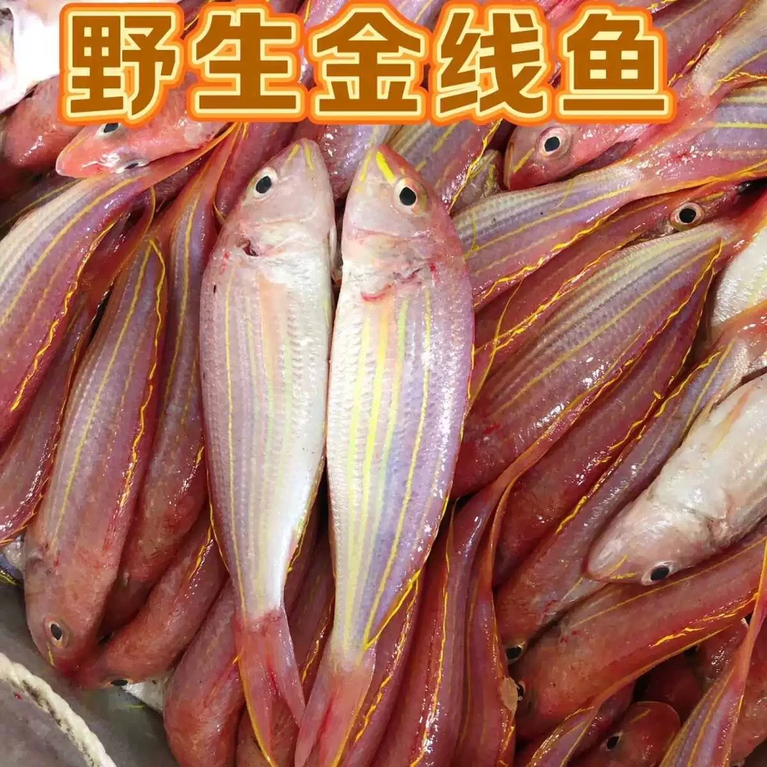 惠来县神泉海口手钓的金线鱼肉新鲜美味