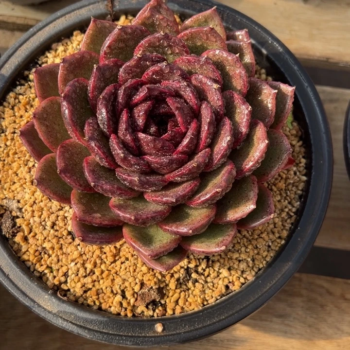 黑水晶 单头 夏鸣园艺